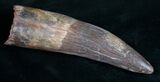 Monsterous Spinosaurus Tooth - Largest I've Had #10134-3